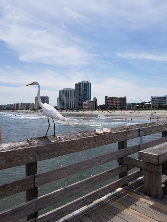 New Modern, Direct Oceanfront, Boardwalk, Views! Lägenhet Myrtle Beach Exteriör bild